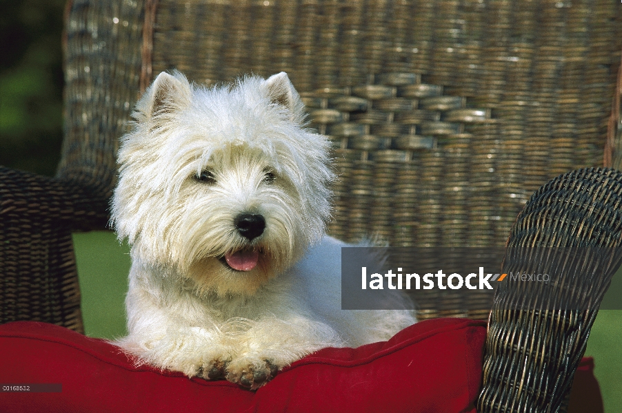 West Highland White Terrier (Canis familiaris) en silla con cojín rojo