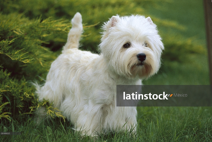 West Highland White Terrier (Canis familiaris) en atención en pasto