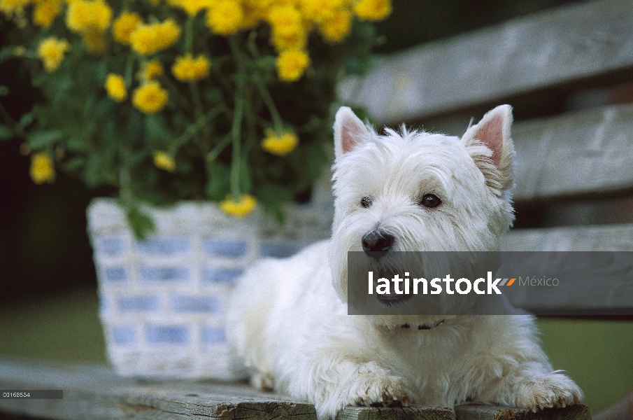 West Highland White Terrier (Canis familiaris) tendido sobre un banco frente a maceta