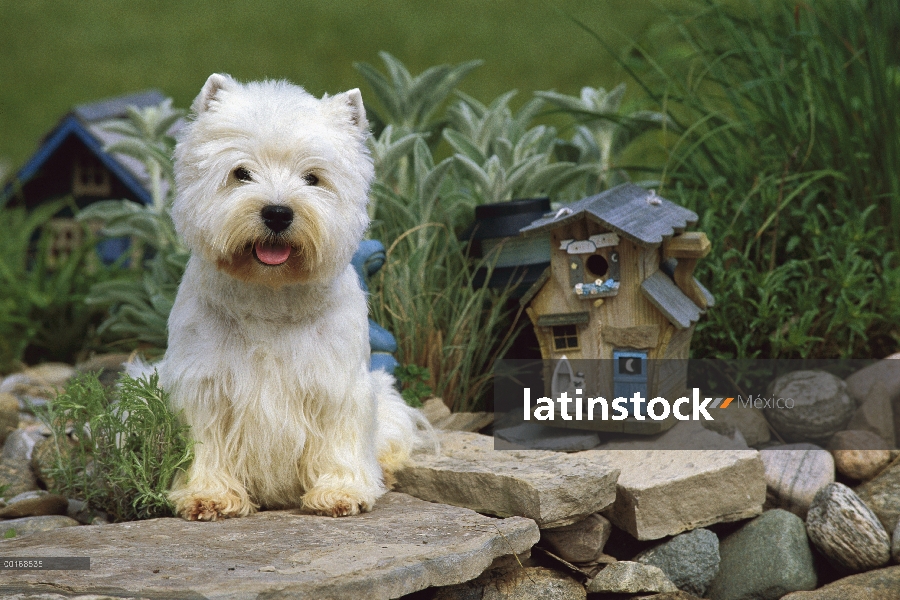 West Highland White Terrier (Canis familiaris) sentado en el jardín por birdhouse