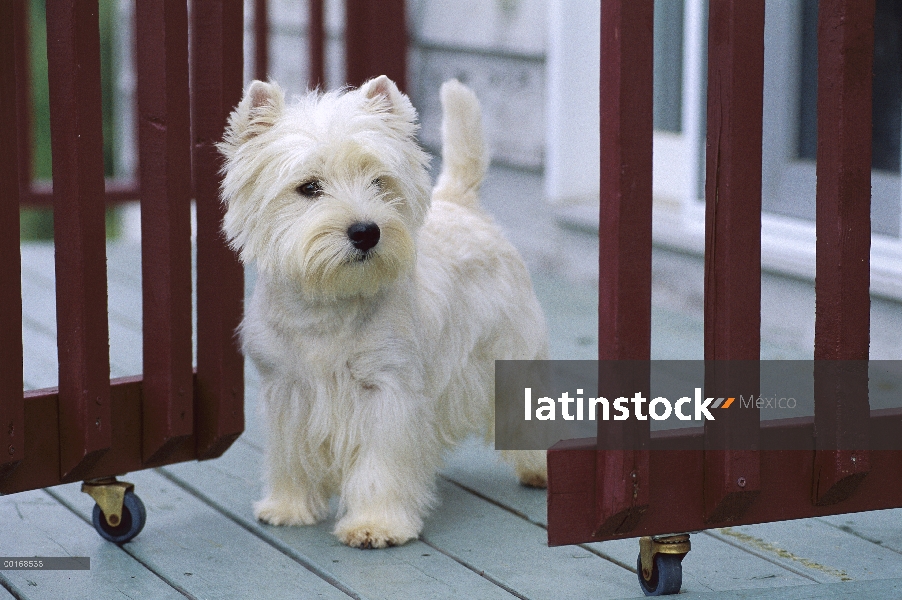 West Highland White Terrier (Canis familiaris) en deck de madera