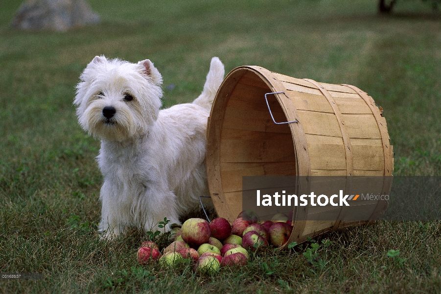 West Highland White Terrier (Canis familiaris) en la hierba junto al derramar el bushel de apple