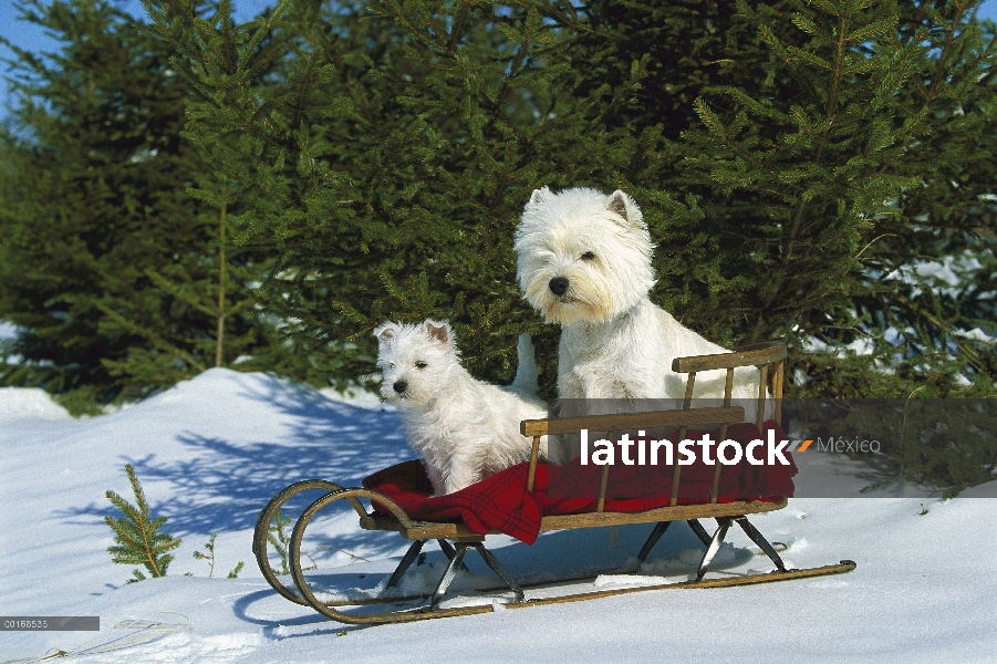 West Highland White Terrier (Canis familiaris) adulto y cachorro sentado en trineo