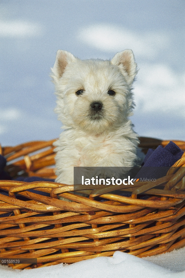 Cachorro West Highland White Terrier (Canis familiaris) en la cesta