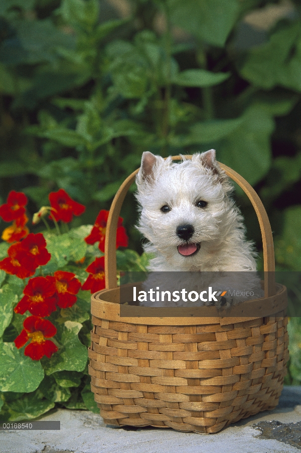 Cachorro West Highland White Terrier (Canis familiaris) en la cesta