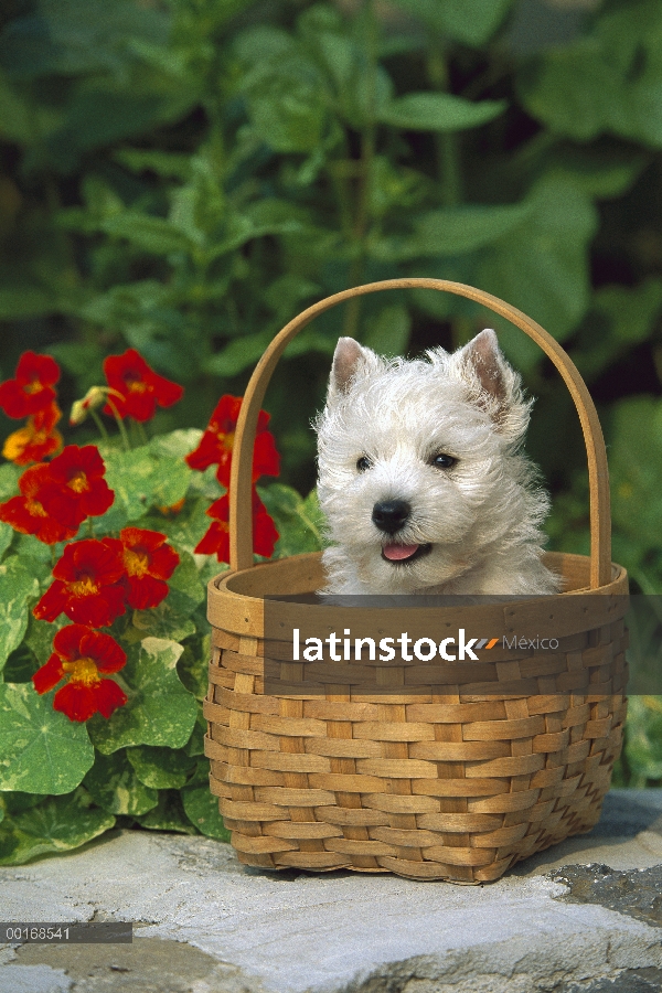 Cachorro West Highland White Terrier (Canis familiaris) en la cesta