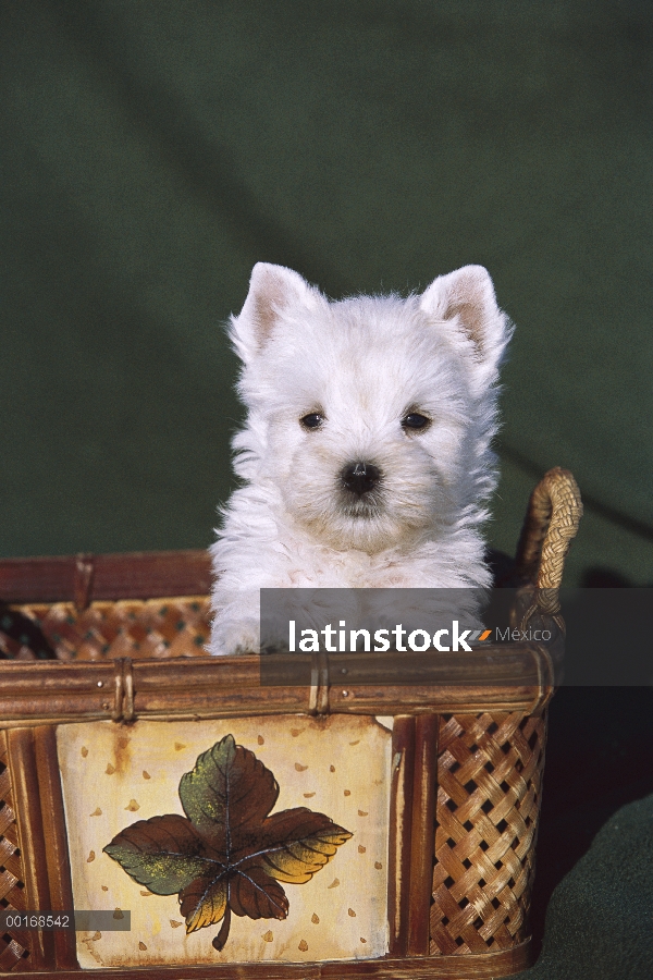 Cachorro West Highland White Terrier (Canis familiaris) en la cesta