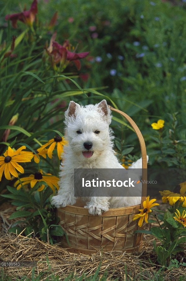 Cachorro West Highland White Terrier (Canis familiaris) en la cesta