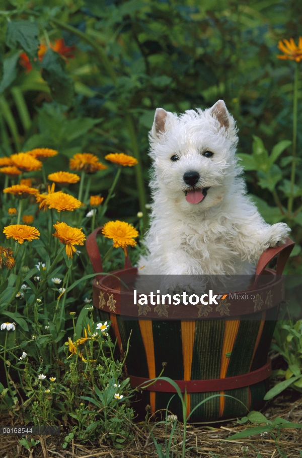 Cachorro West Highland White Terrier (Canis familiaris) en la cesta