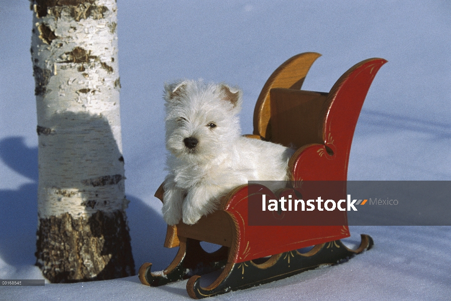 Cachorro de West Highland White Terrier (Canis familiaris) sentado en el trineo de juguete