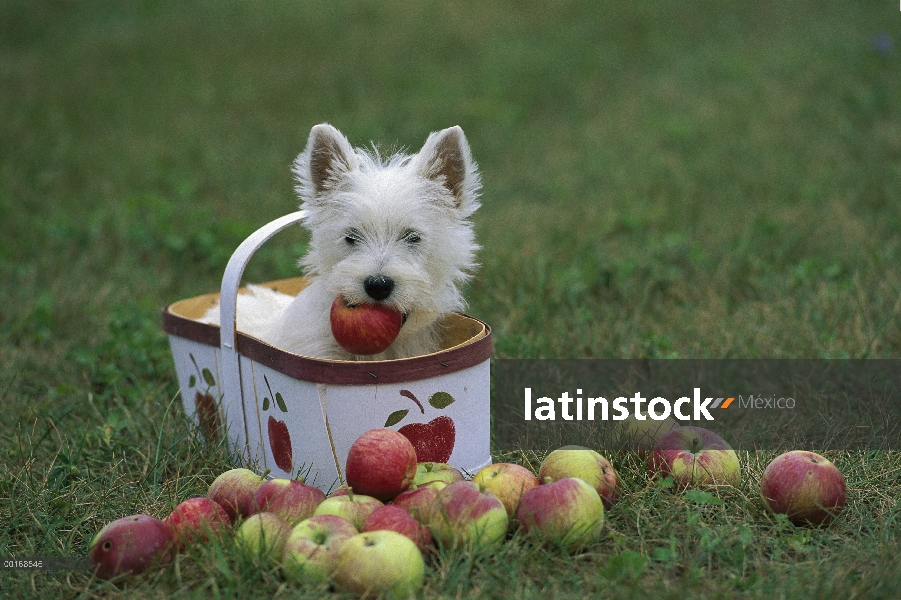 Cachorro West Highland White Terrier (Canis familiaris) en la cesta con la manzana