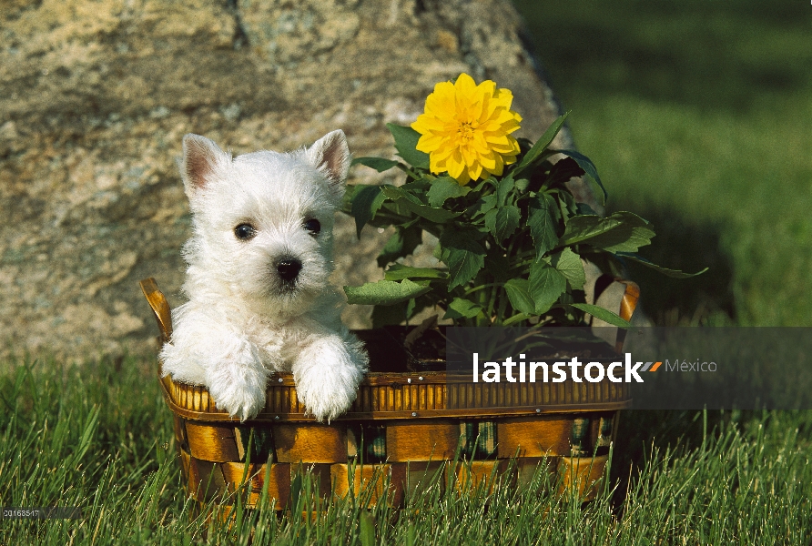 Cachorro West Highland White Terrier (Canis familiaris) en canasta con flores