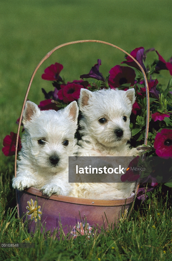 Dos cachorros de West Highland White Terrier (Canis familiaris) en la cesta