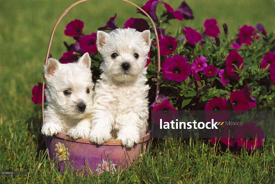 West Highland White Terrier (Canis familiaris) par de cachorros en canasta al lado de Petunias