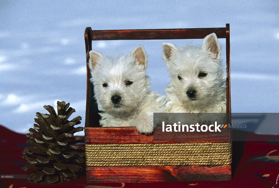 West Highland White Terrier (Canis familiaris) par de cachorros en canasta