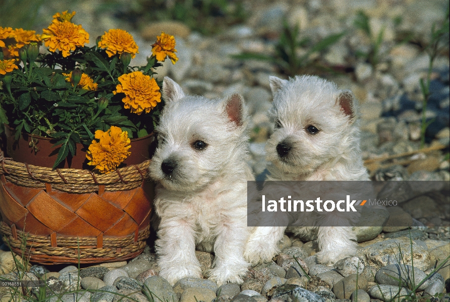 West Highland White Terrier (Canis familiaris) par de cachorros al lado de las caléndulas en maceta