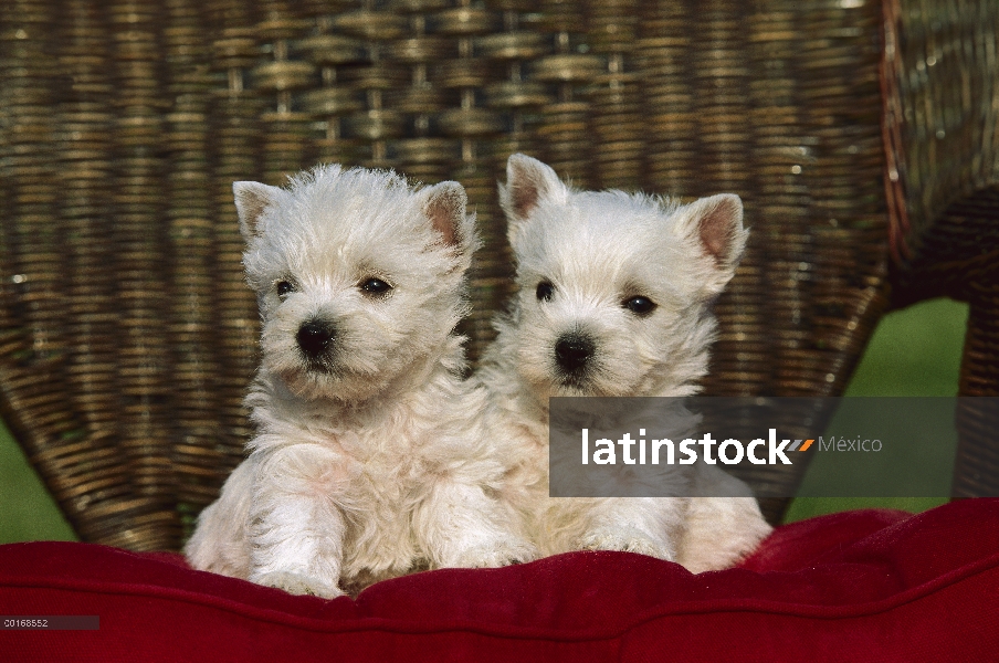 West Highland White Terrier (Canis familiaris) par de cachorros en la silla de mimbre