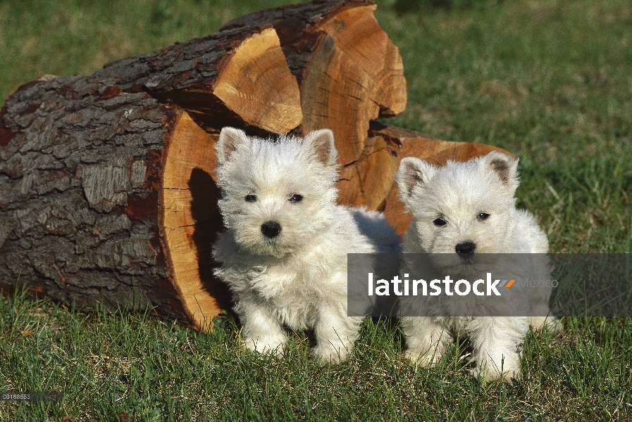 West Highland White Terrier (Canis familiaris) par de cachorros por la madera picada