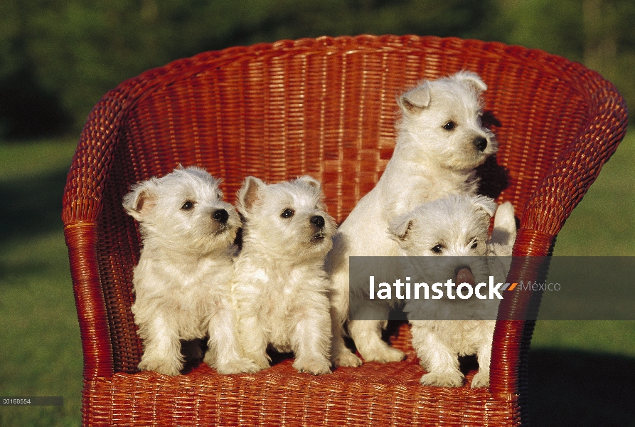 West Highland White Terrier (Canis familiaris) grupo de cuatro cachorros en la silla de mimbre