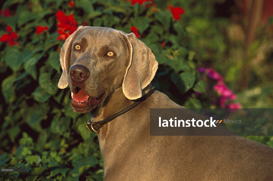 Braco de Weimar (Canis familiaris) con la boca abierta