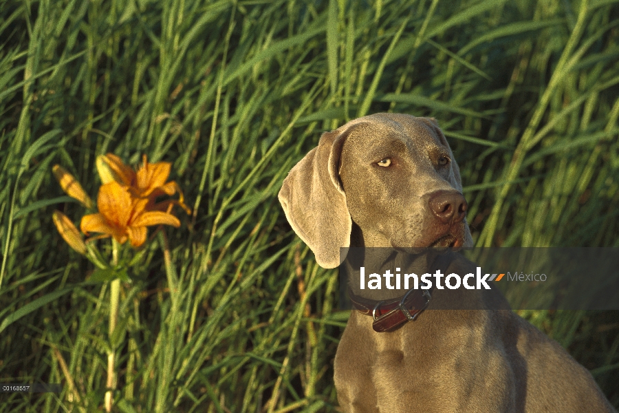 Retrato de Braco de Weimar (Canis familiaris) frente a pasto