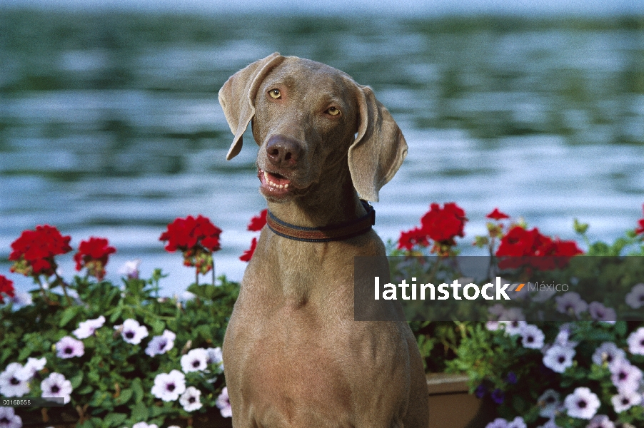 Braco de Weimar (Canis familiaris) en flores, con mirada curiosa