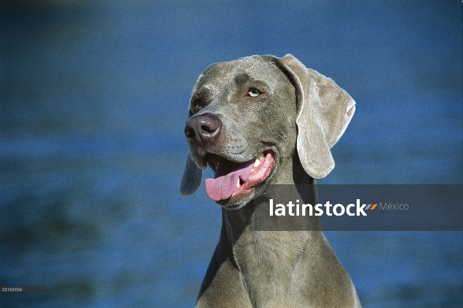 Retrato de cabeza y hombros de Braco de Weimar (Canis familiaris)