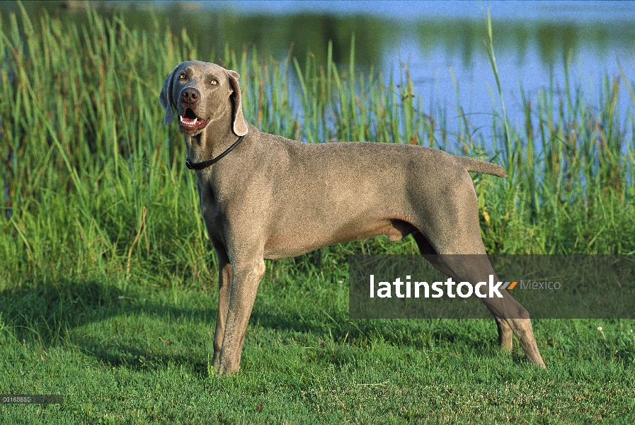 Pie macho de Braco de Weimar (Canis familiaris) en pasto