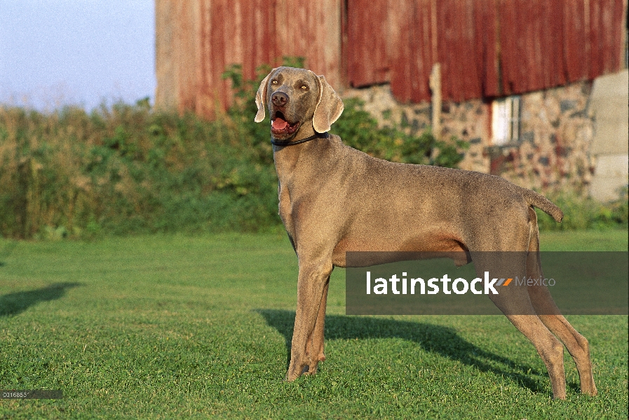 Pie macho de Braco de Weimar (Canis familiaris) en pasto