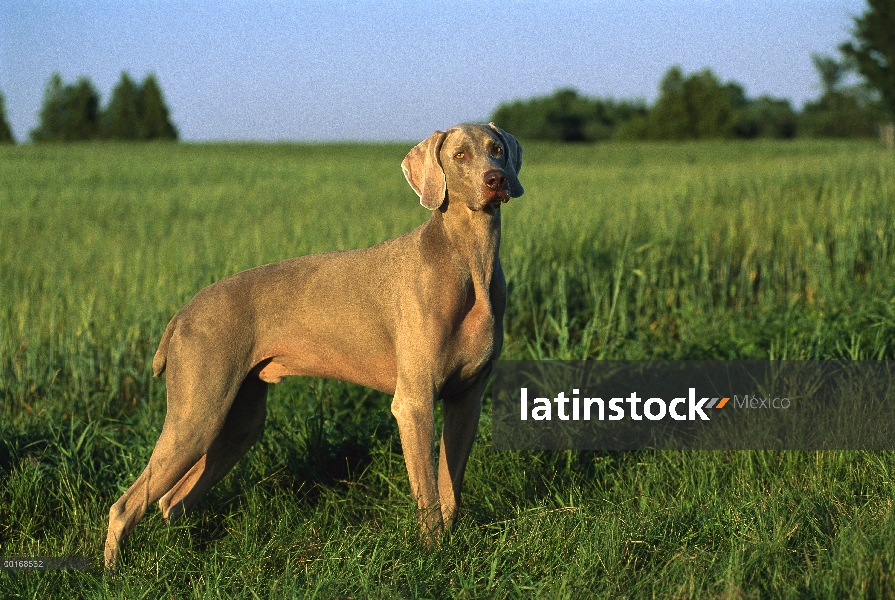 Pie macho de Braco de Weimar (Canis familiaris) en pasto