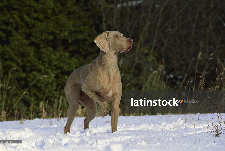 Macho de Braco de Weimar (Canis familiaris) jugando en la nieve