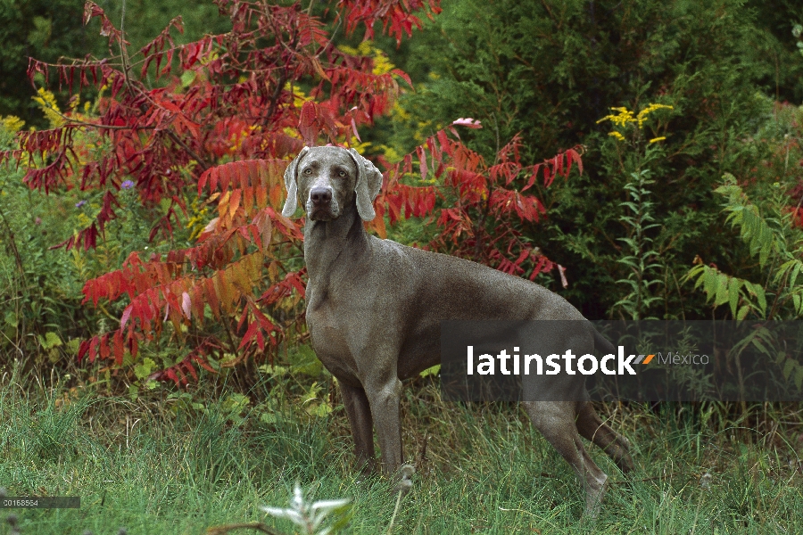 Caída del pie de Braco de Weimar (Canis familiaris) en pasto,