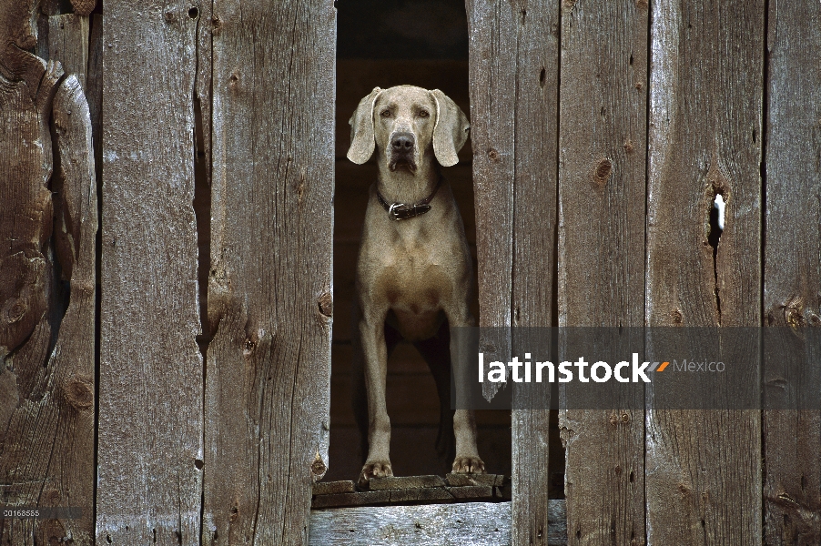 Braco de Weimar (Canis familiaris) de granero