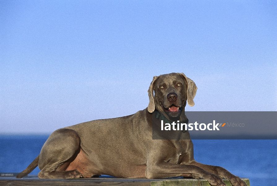 Braco de Weimar (Canis familiaris) establecen