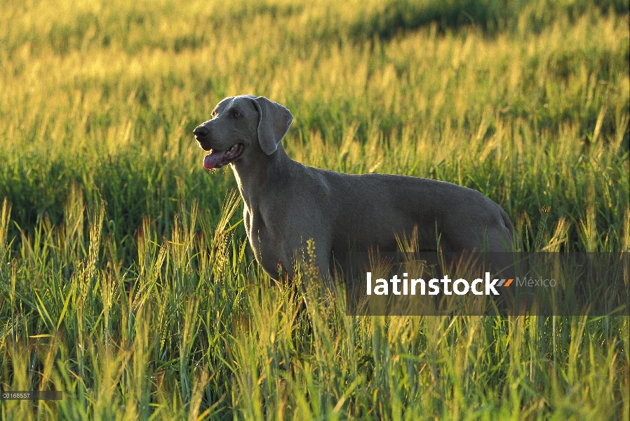 Permanente adultos Weimaraner (Canis familiaris) en pasto, noche