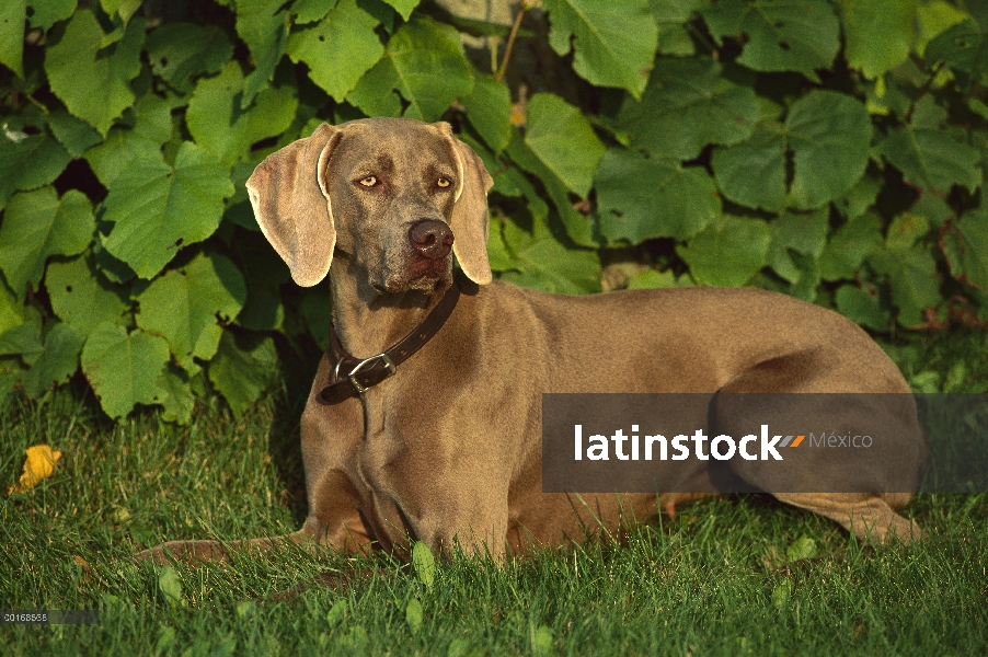 Hembra adulta de Braco de Weimar (Canis familiaris) en pasto