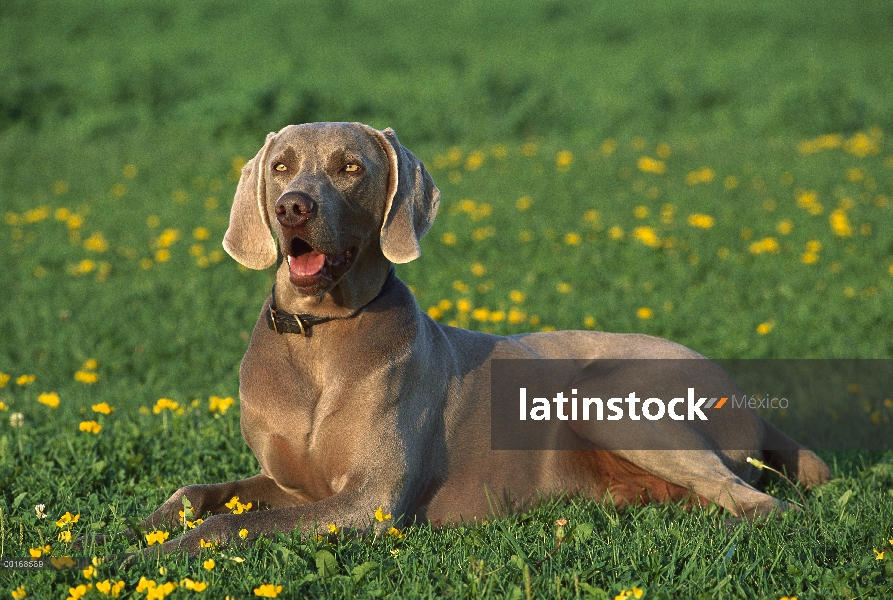 Adulto de Braco de Weimar (Canis familiaris) en campo de hierba y flores