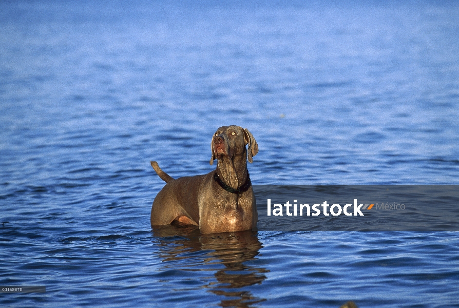 Braco de Weimar (Canis familiaris) en agua