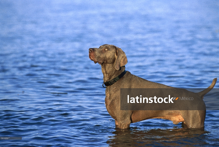 Braco de Weimar (Canis familiaris) vadeando en el agua