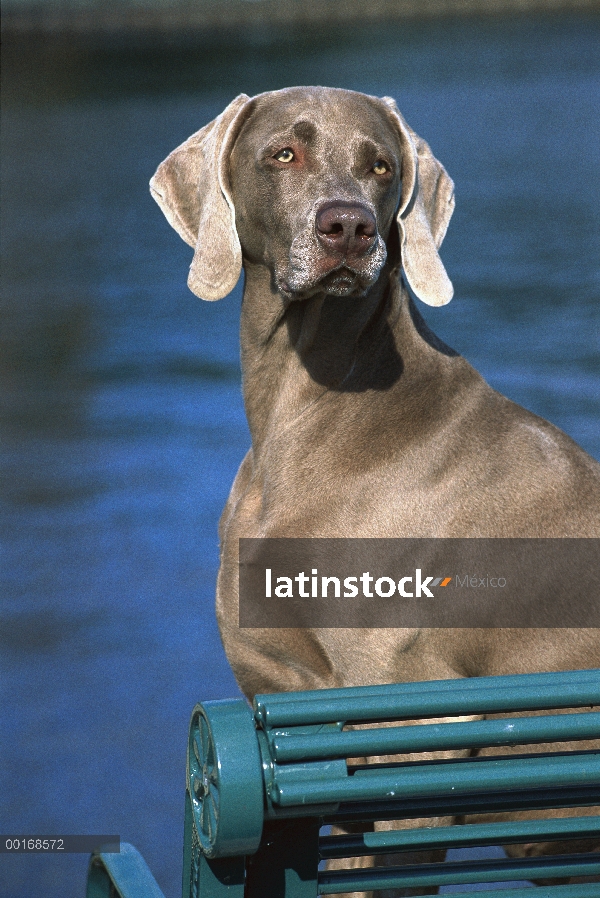 Retrato de Braco de Weimar (Canis familiaris) en la banca frente a agua