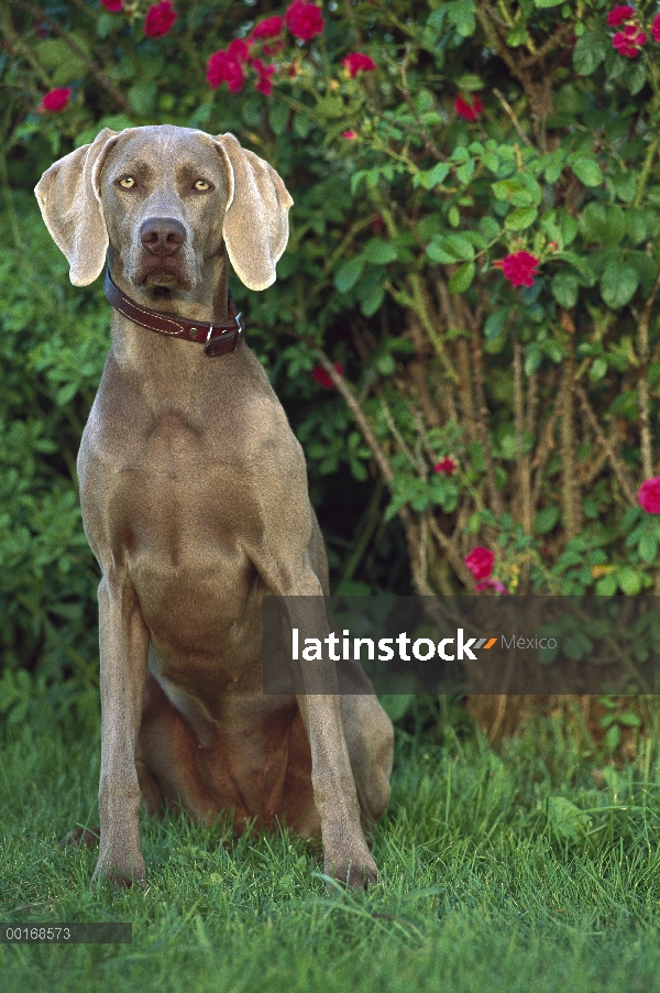 Hembra de Braco de Weimar (Canis familiaris) sentado en la hierba