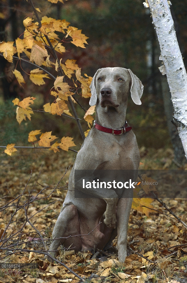 Braco de Weimar (Canis familiaris) masculina con la pata levantada, caída