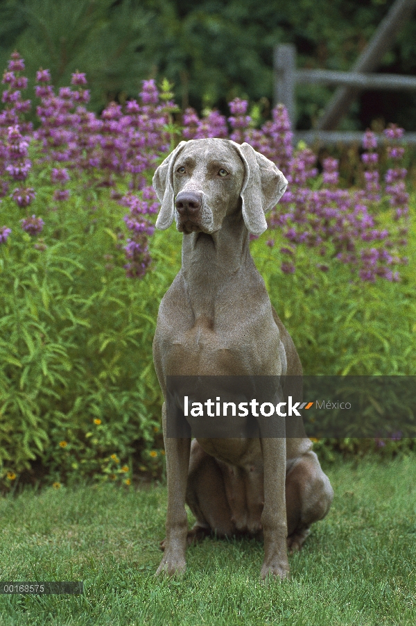 Hembra adulta de Braco de Weimar (Canis familiaris) sentado en la hierba