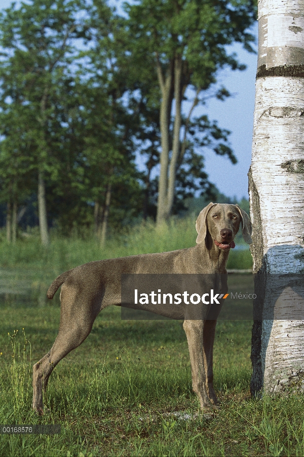 Braco de Weimar (Canis familiaris) junto a árbol