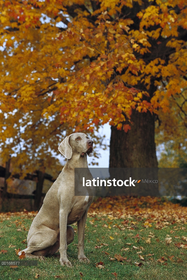 Sesión de Braco de Weimar (Canis familiaris), otoño