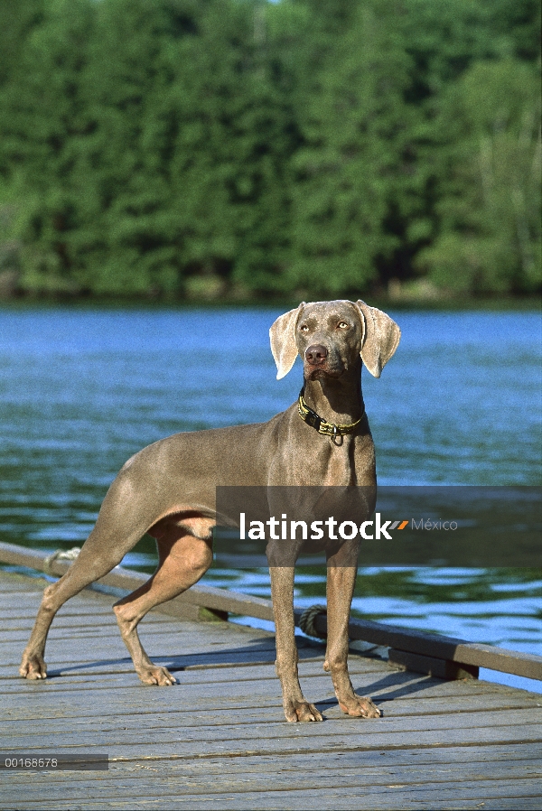 Retrato de Braco de Weimar (Canis familiaris) en muelle