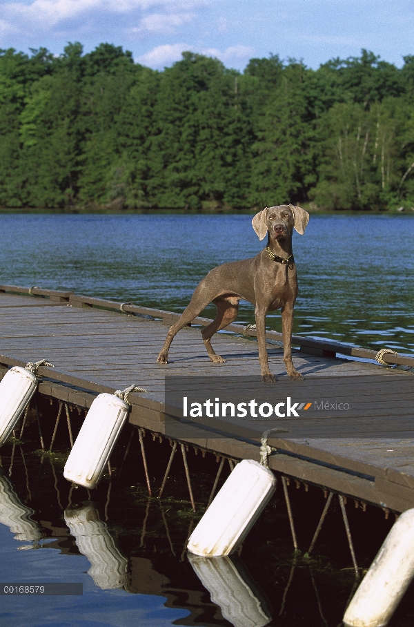 Retrato de Braco de Weimar (Canis familiaris) en muelle