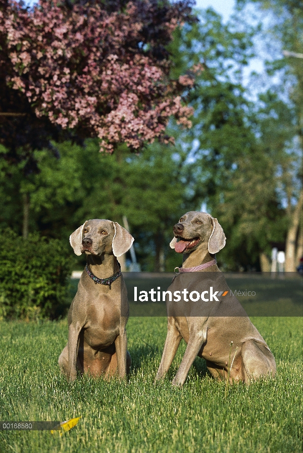 Pareja de Braco de Weimar (Canis familiaris) de hembras sentado en la hierba