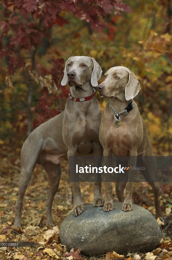 Situación de pareja de Braco de Weimar (Canis familiaris), otoño