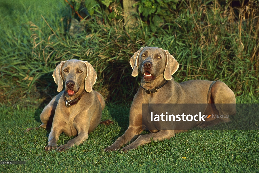 Pareja de Braco de Weimar (Canis familiaris) en pasto